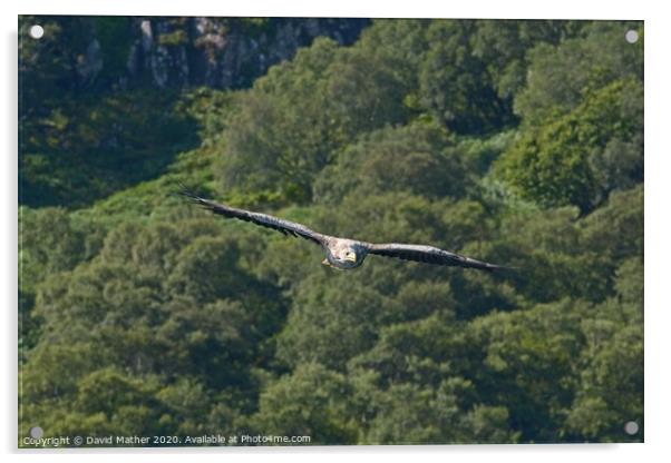 White-tailed Sea Eagle approaches Acrylic by David Mather