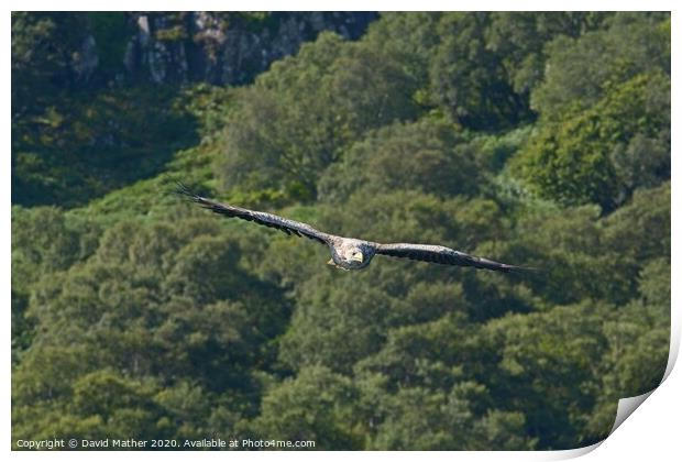 White-tailed Sea Eagle approaches Print by David Mather