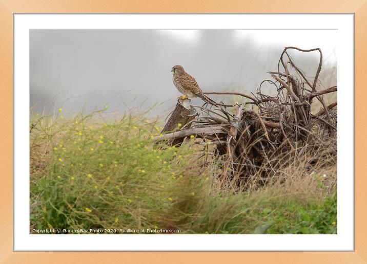 Kestrel perched on a cut down tree stump Framed Mounted Print by GadgetGaz Photo