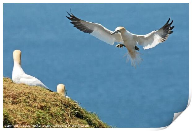 Incoming Gannet Print by David Mather