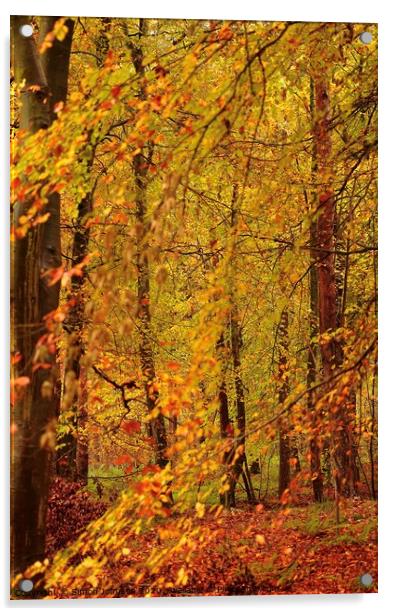 Beech Woodland Acrylic by Simon Johnson