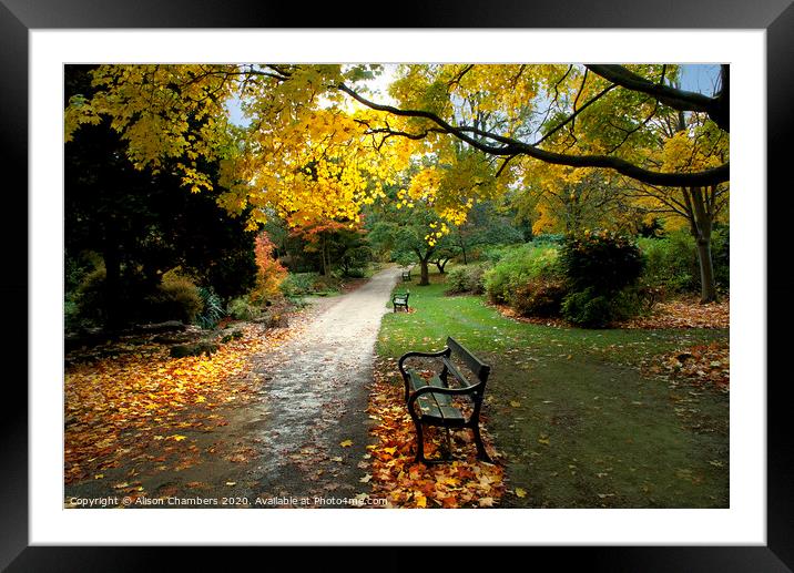 Autumn in Sheffield Botanical Gardens  Framed Mounted Print by Alison Chambers