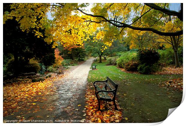 Autumn in Sheffield Botanical Gardens  Print by Alison Chambers