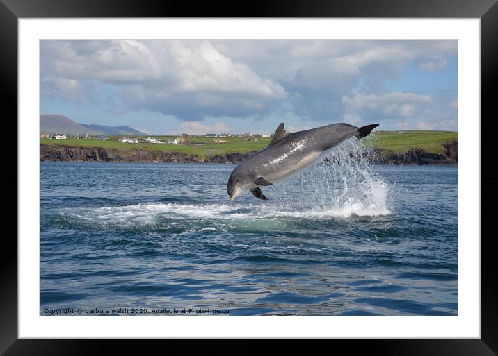 Fungie the Dingle dolphin Framed Mounted Print by barbara walsh
