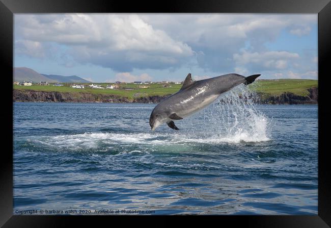 Fungie the Dingle dolphin Framed Print by barbara walsh
