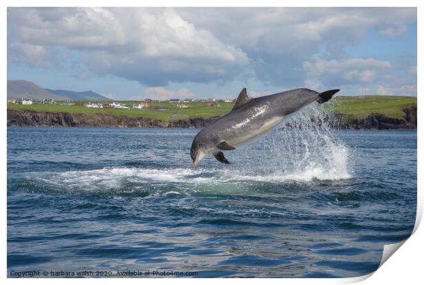 Fungie the Dingle dolphin Print by barbara walsh