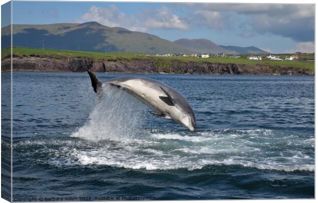 Fungie the Dingle dolphin Canvas Print by barbara walsh