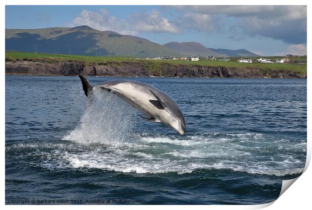 Fungie the Dingle dolphin Print by barbara walsh