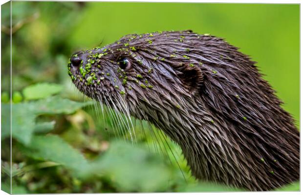 River Otter Covered in Duckweed Canvas Print by Arterra 