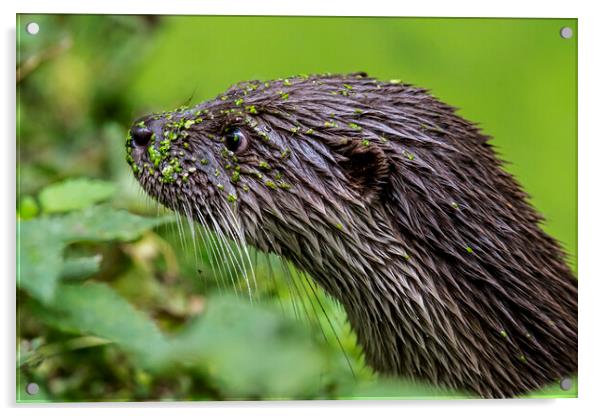 River Otter Covered in Duckweed Acrylic by Arterra 