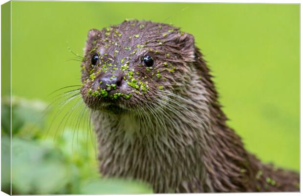 River Otter Close Up Canvas Print by Arterra 