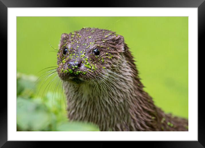 River Otter Close Up Framed Mounted Print by Arterra 