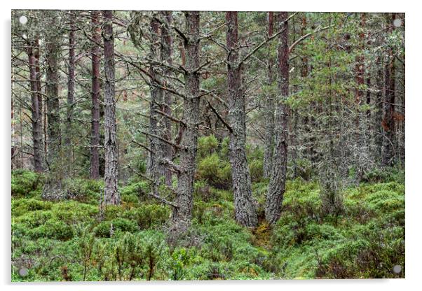Scots Pines in Abernethy Forest, Scotland Acrylic by Arterra 