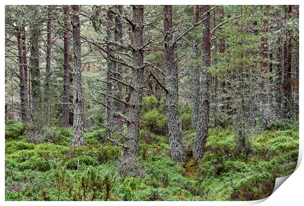 Scots Pines in Abernethy Forest, Scotland Print by Arterra 