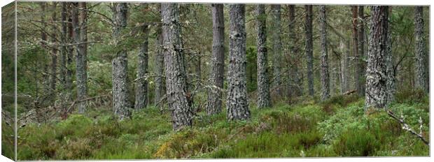 Caledonian Forest in Strathspey, Scotland Canvas Print by Arterra 