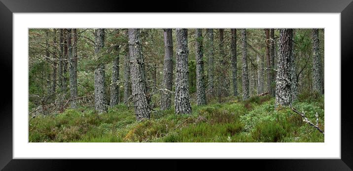 Caledonian Forest in Strathspey, Scotland Framed Mounted Print by Arterra 