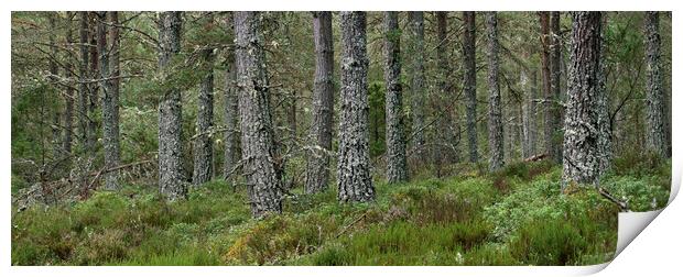 Caledonian Forest in Strathspey, Scotland Print by Arterra 