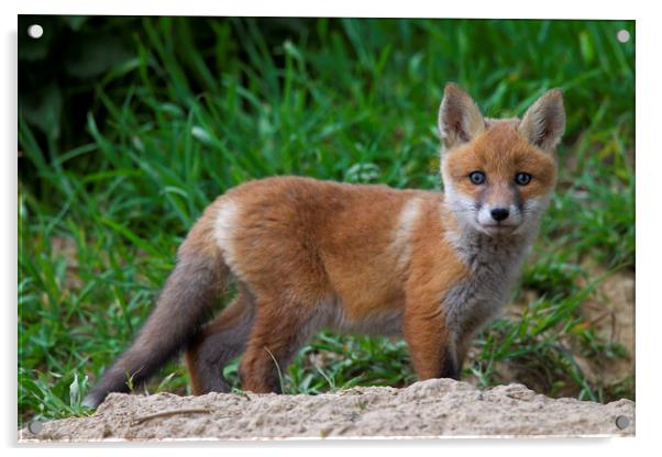 Red Fox Cub Acrylic by Arterra 
