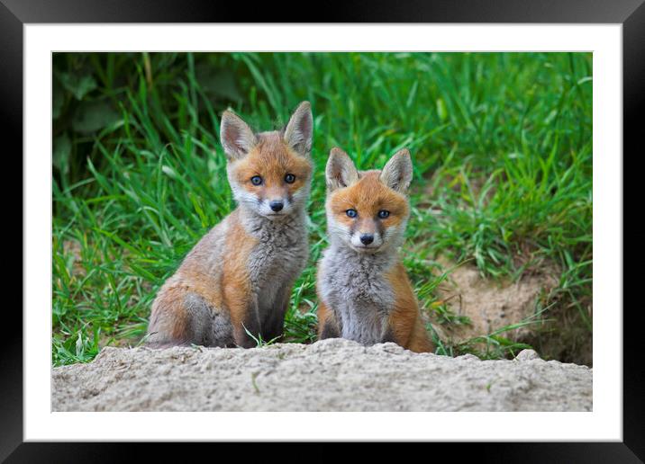 Two Red Fox Kits at Den Framed Mounted Print by Arterra 