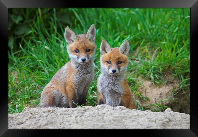 Two Red Fox Kits at Den Framed Print by Arterra 