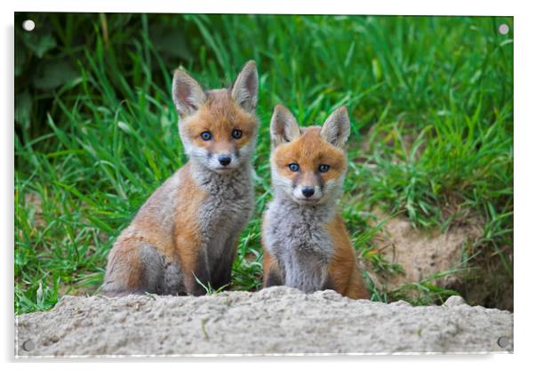 Two Red Fox Kits at Den Acrylic by Arterra 
