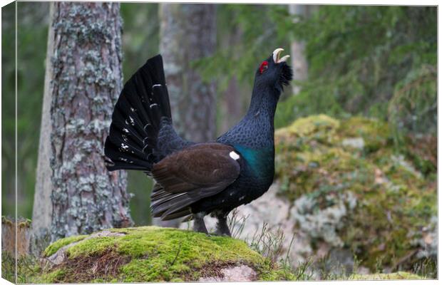 Western Capercaillie Calling in Woodland Canvas Print by Arterra 