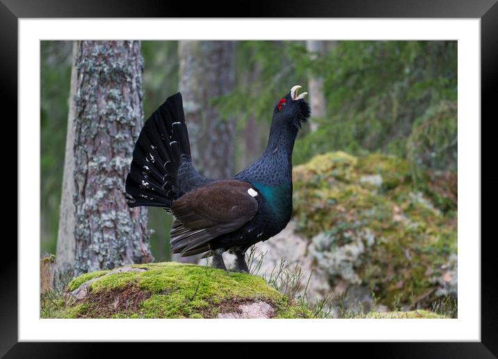 Western Capercaillie Calling in Woodland Framed Mounted Print by Arterra 