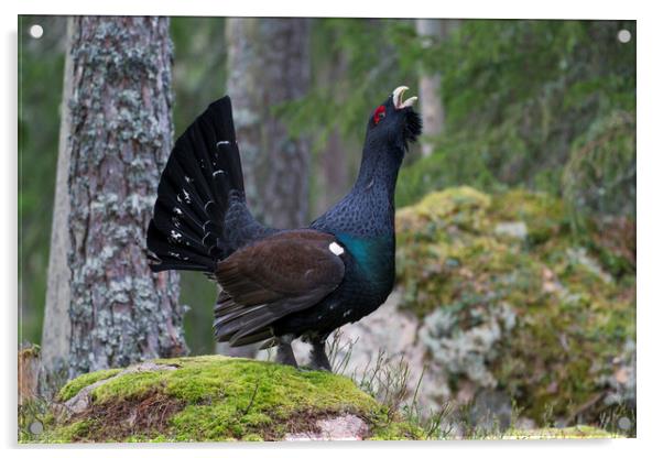 Western Capercaillie Calling in Woodland Acrylic by Arterra 