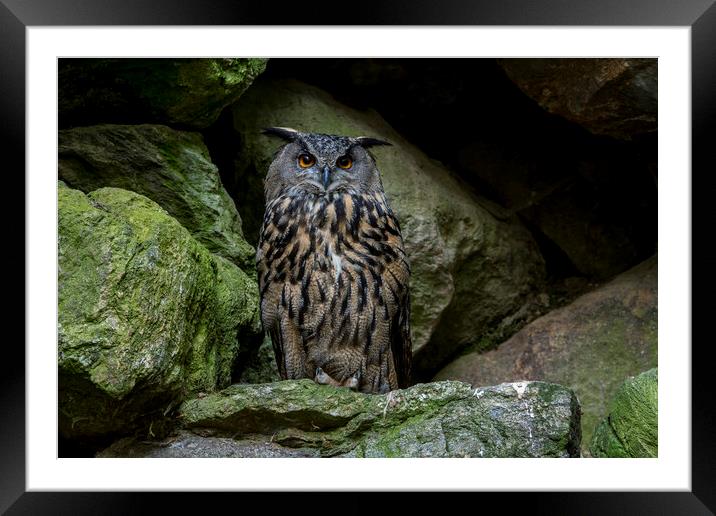 Eurasian Eagle Owl in Rock face Framed Mounted Print by Arterra 