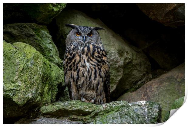 Eurasian Eagle Owl in Rock face Print by Arterra 