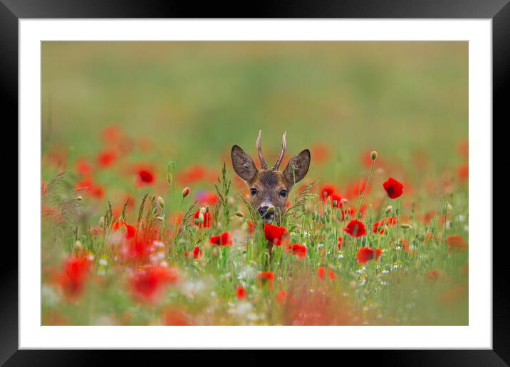 Roe Deer in Meadow with Poppies Framed Mounted Print by Arterra 