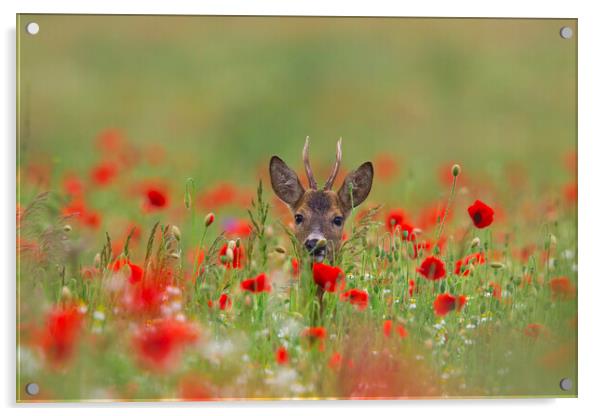 Roe Deer in Meadow with Poppies Acrylic by Arterra 