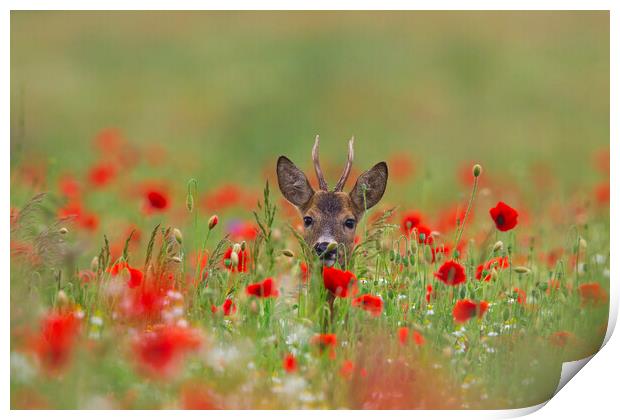 Roe Deer in Meadow with Poppies Print by Arterra 