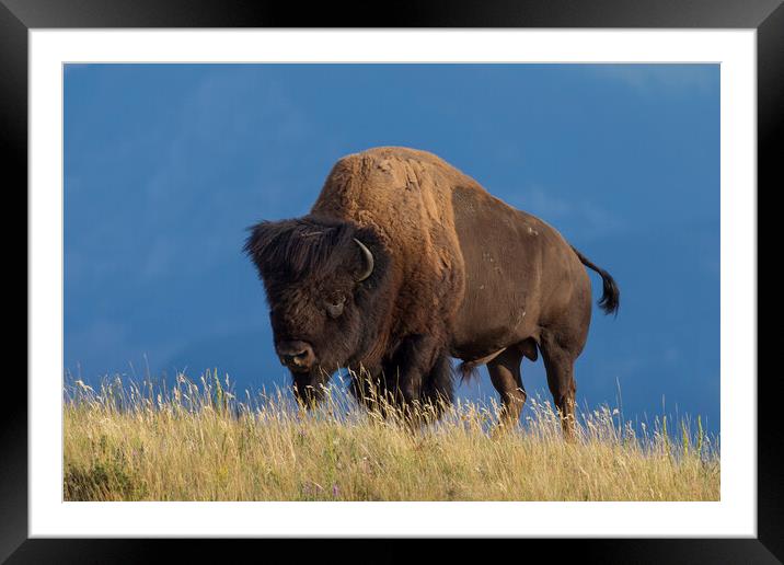 American Bison Framed Mounted Print by Arterra 