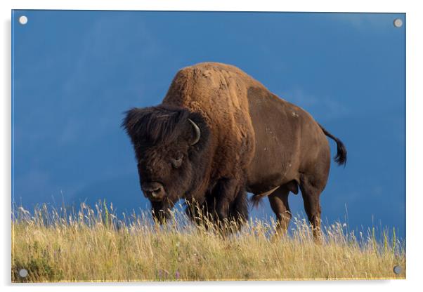 American Bison Acrylic by Arterra 