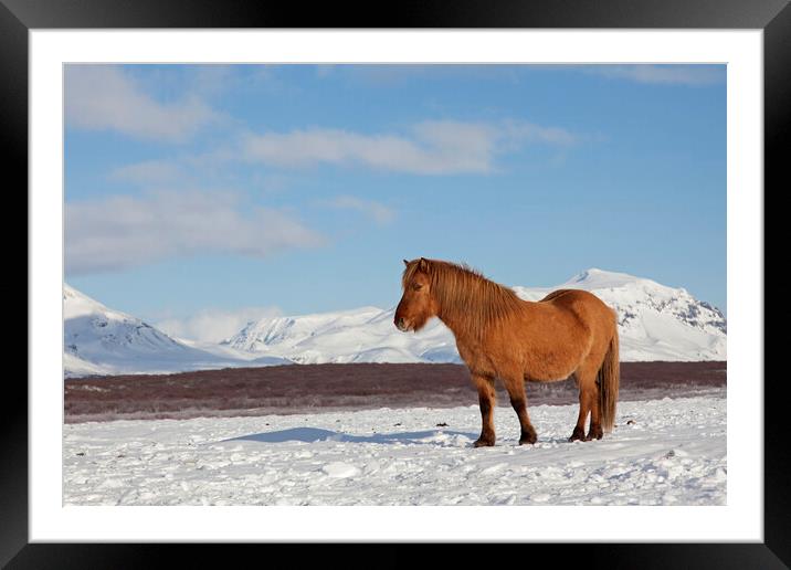 Icelandic Horse in Winter Framed Mounted Print by Arterra 