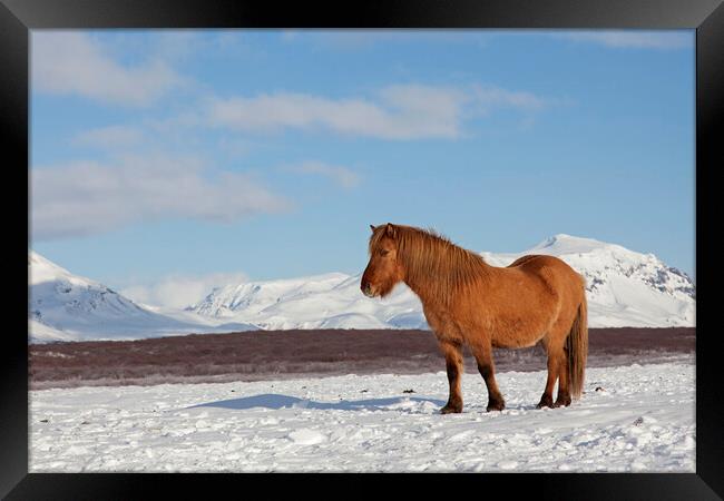 Icelandic Horse in Winter Framed Print by Arterra 