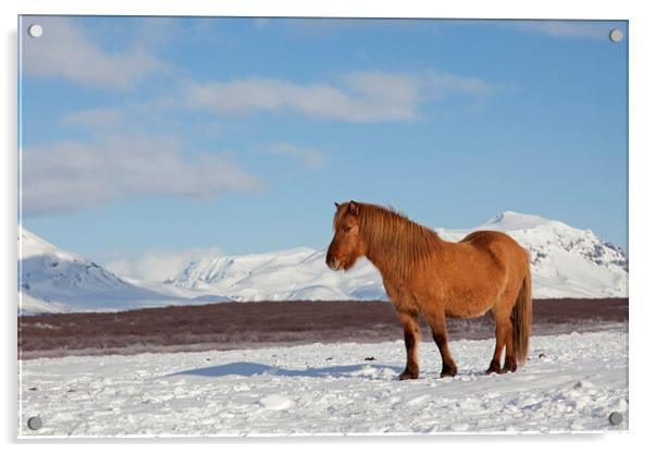 Icelandic Horse in Winter Acrylic by Arterra 