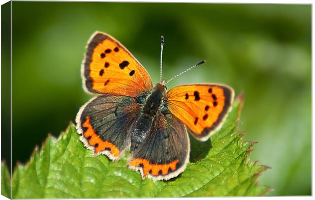 Small Copper full on Canvas Print by Keith Thorburn EFIAP/b