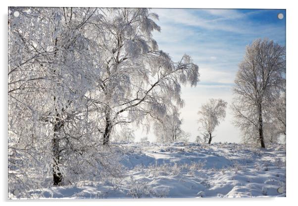 Birch Trees in Winter Acrylic by Arterra 