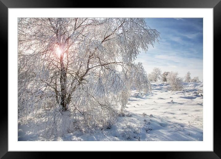 Birch Tree in the Snow Framed Mounted Print by Arterra 