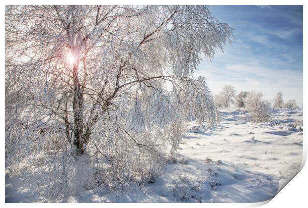 Birch Tree in the Snow Print by Arterra 