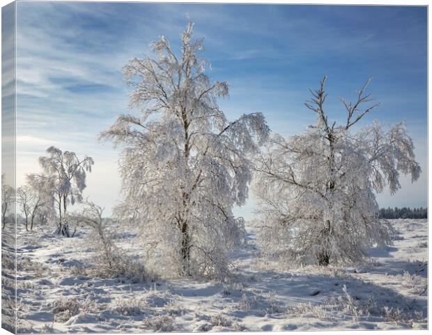 Birch Trees Covered in Frost Canvas Print by Arterra 