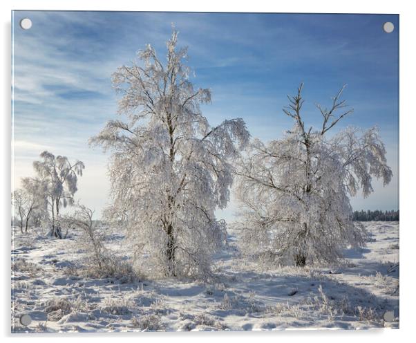 Birch Trees Covered in Frost Acrylic by Arterra 