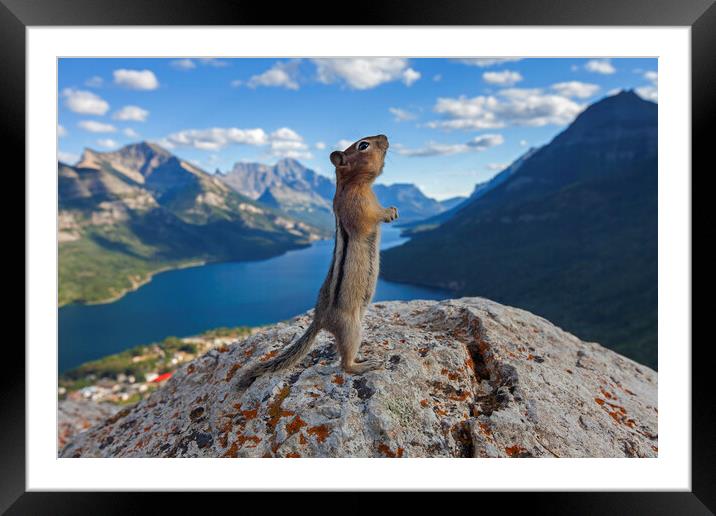 Ground Squirrel in the Canadian Rockies Framed Mounted Print by Arterra 
