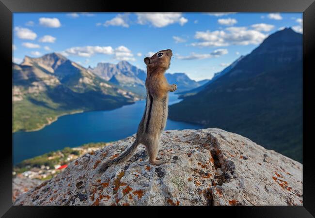 Ground Squirrel in the Canadian Rockies Framed Print by Arterra 