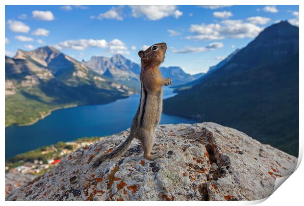 Ground Squirrel in the Canadian Rockies Print by Arterra 