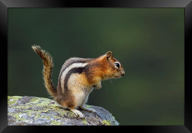 Golden-Mantled Ground Squirrel on Rock Framed Print by Arterra 