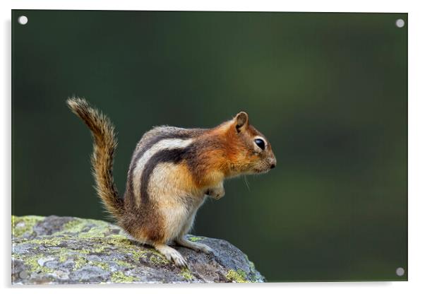 Golden-Mantled Ground Squirrel on Rock Acrylic by Arterra 