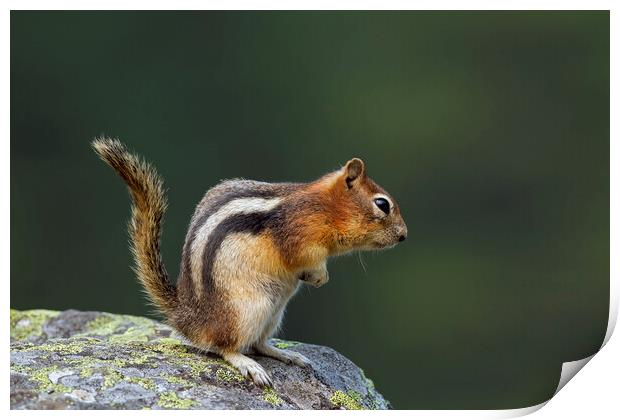 Golden-Mantled Ground Squirrel on Rock Print by Arterra 